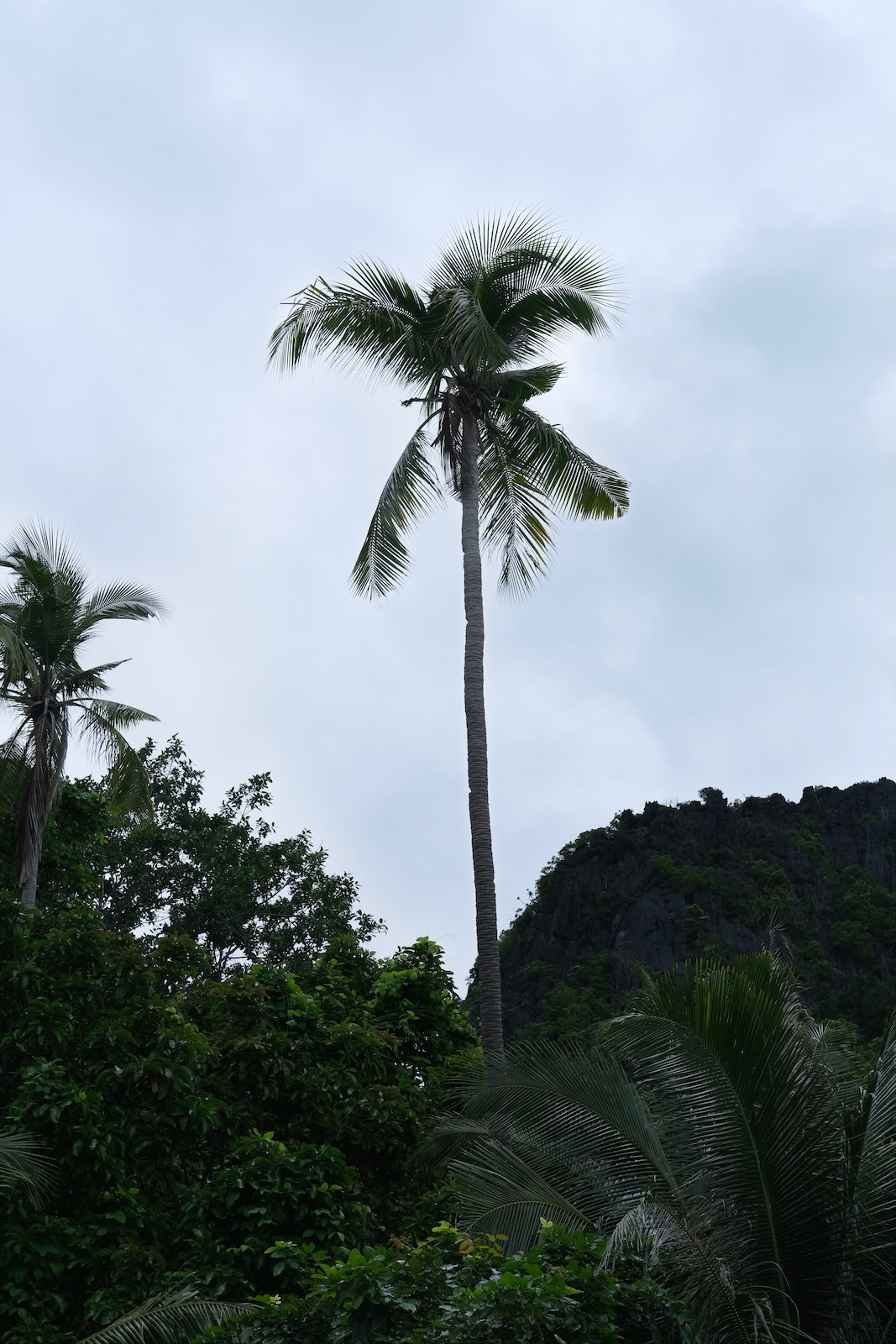 A coconut tree rising into the sky with a hillside in the background.