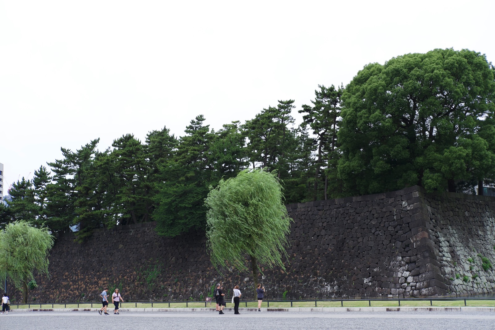 Trees sway in the wind in front of high walls surrounding Tokyo’s Imperial Palace.